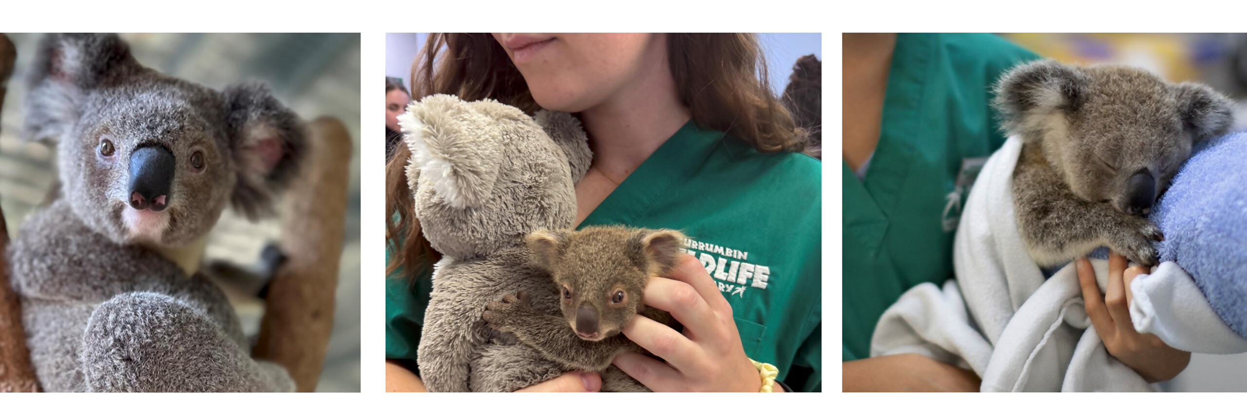 Currumbin Wildlife Institute