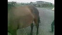 The other horse video